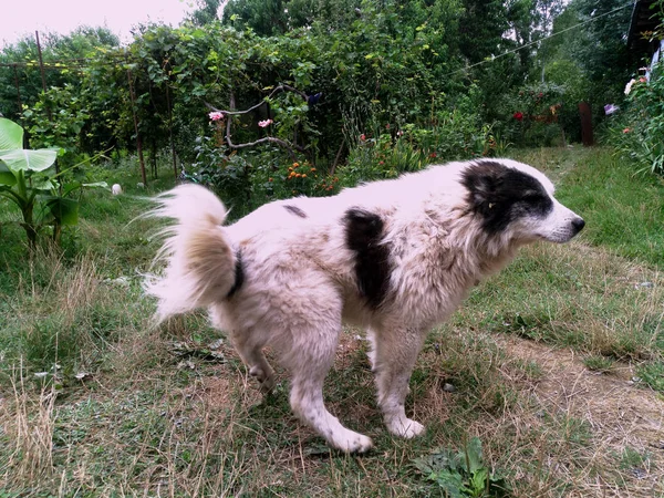 Weißer Schwarzhaariger Hofhund Grauer Hund — Stockfoto