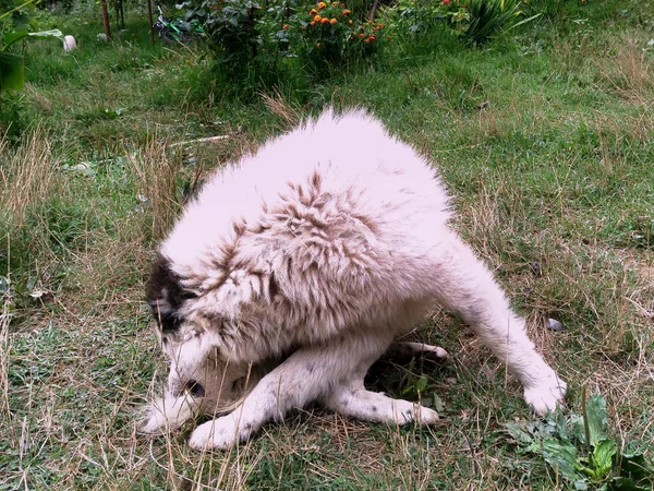 Білий Чорноволосий Дворовий Собака Сірий Собака — стокове фото