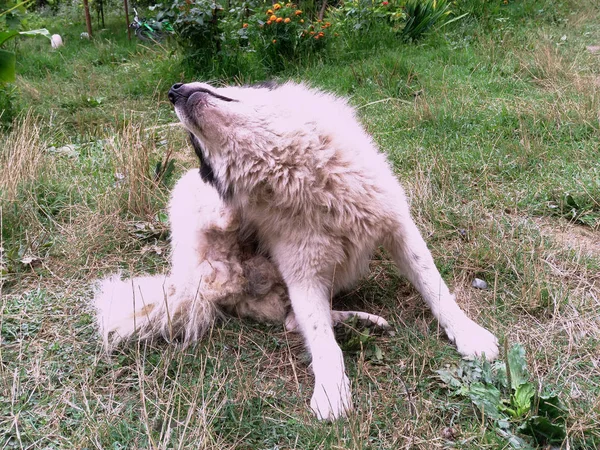 Cane Cortile Bianco Dai Capelli Neri Cane Grigio — Foto Stock