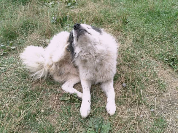 White Black Haired Yard Dog Gray Dog — Stock Photo, Image