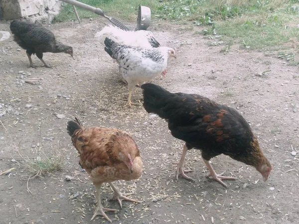 Kyllinger Høner Som Spiser Mat Kylling Kylling Ferge Spiser Fra – stockfoto