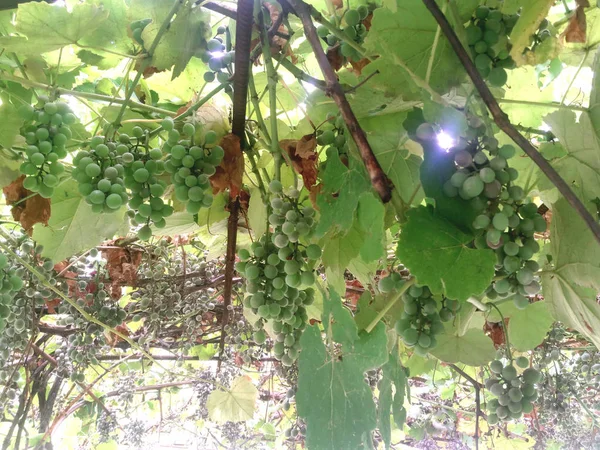 Feuilles Vertes Cordon Raisins Verts Accroché Vigne Bouquet Raisins Verts — Photo