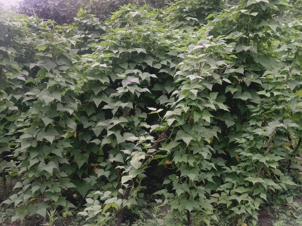 Phaseolus vulgaris . Green vines and leaves creeping on the vertical support.