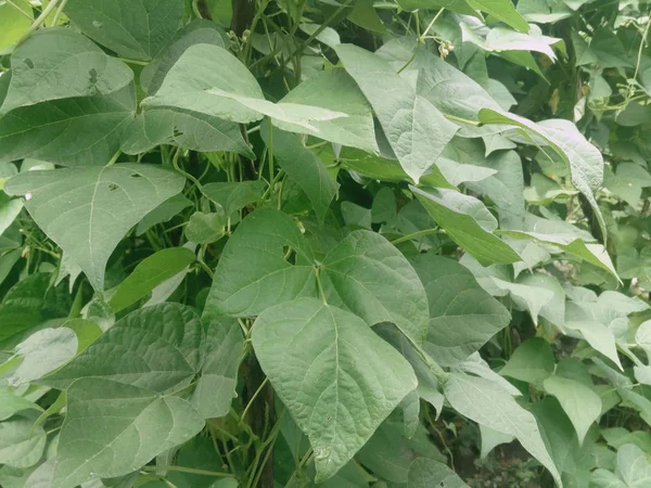 フェイソルス ブルガリス 垂直支持に忍び寄る緑のブドウと葉 — ストック写真