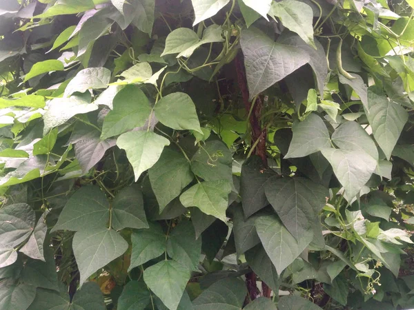 Phaseolus Vulgaris Viñas Verdes Hojas Arrastrándose Sobre Soporte Vertical — Foto de Stock