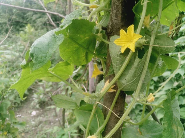 キュウリの植物が開花し 少しスパイキーなキュウリを与えます キュウリの花 小さなキュウリの黄色い花 果物が熟し始める 緑の葉を背景に — ストック写真