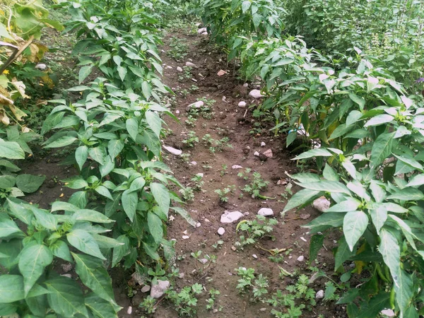 养殖领域新鲜青椒枝的详细 土壤中幼辣椒芽的特写视图 — 图库照片