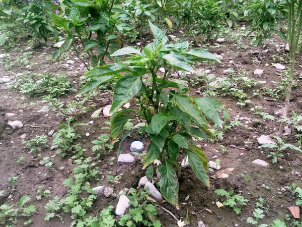 文化分野の新鮮なピーマンブランチの詳細 土壌中の若いパプリカの芽のクローズアップビュー — ストック写真