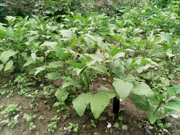 Rijpe Paarse Aubergines Kweken Een Kas Nederland — Stockfoto