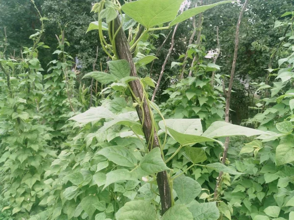 Phaseolus Vulgaris Groene Wijnstokken Bladeren Kruipend Verticale Steun — Stockfoto