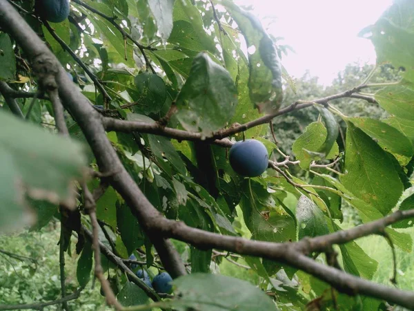 Prunus spinosa . Blackthorn, wild fruit harvest in autumn . Sloe Berries, the fruit of the Blackthorn