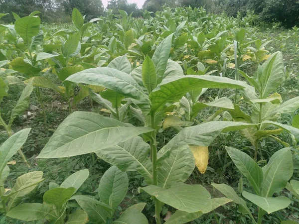 Fresh new born tobacco plant fields. Amazing Tobacco plantation .