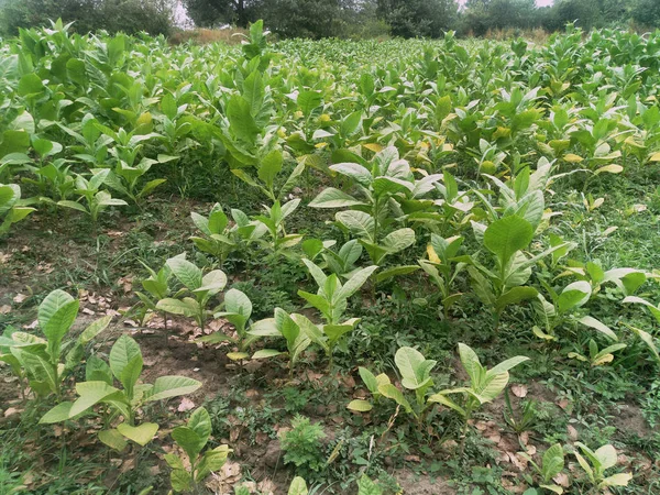 Verse Pasgeboren Tabak Fabriek Velden Geweldige Tabak Plantage — Stockfoto