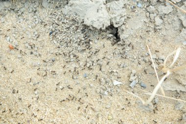 Şeker karıncalar onların yuva delik toplamak. Siyah karıncalar karınca yakınlarında çölde. Siyah karıncalar karınca yakınlarında çölde .