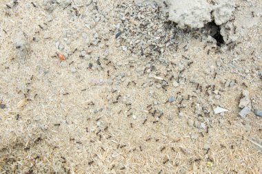 Şeker karıncalar onların yuva delik toplamak. Siyah karıncalar karınca yakınlarında çölde. Siyah karıncalar karınca yakınlarında çölde .