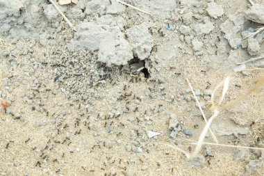 Şeker karıncalar onların yuva delik toplamak. Siyah karıncalar karınca yakınlarında çölde. Siyah karıncalar karınca yakınlarında çölde .