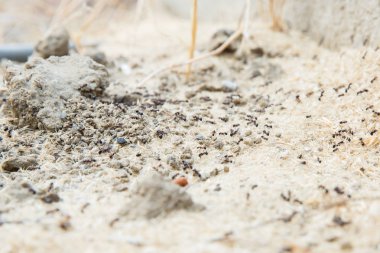 Şeker karıncalar onların yuva delik toplamak. Siyah karıncalar karınca yakınlarında çölde. Siyah karıncalar karınca yakınlarında çölde .