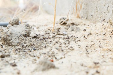 Şeker karıncalar onların yuva delik toplamak. Siyah karıncalar karınca yakınlarında çölde. Siyah karıncalar karınca yakınlarında çölde .