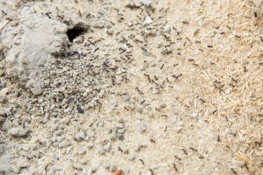 Şeker karıncalar onların yuva delik toplamak. Siyah karıncalar karınca yakınlarında çölde. Siyah karıncalar karınca yakınlarında çölde .