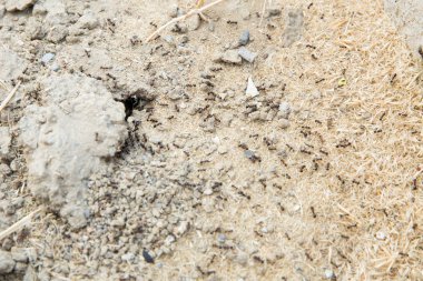 Şeker karıncalar onların yuva delik toplamak. Siyah karıncalar karınca yakınlarında çölde. Siyah karıncalar karınca yakınlarında çölde .