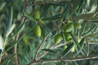 Yeşil zeytin, zeytin ağacı kapatın. Zeytin, gelenek kavramı. Zeytincilik. Zeytin hasat önce Olive grove. Sağlıklı gıda. Mediterranean.