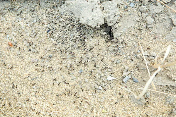 Şeker karıncalar onların yuva delik toplamak. Siyah karıncalar karınca yakınlarında çölde. Siyah karıncalar karınca yakınlarında çölde .