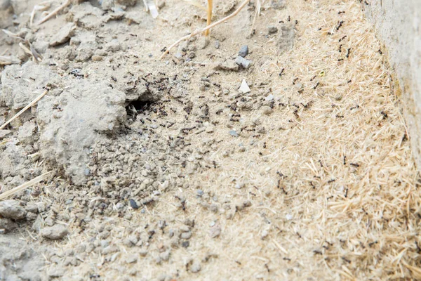 Şeker karıncalar onların yuva delik toplamak. Siyah karıncalar karınca yakınlarında çölde. Siyah karıncalar karınca yakınlarında çölde .