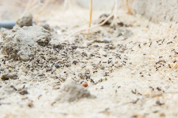 Şeker karıncalar onların yuva delik toplamak. Siyah karıncalar karınca yakınlarında çölde. Siyah karıncalar karınca yakınlarında çölde .