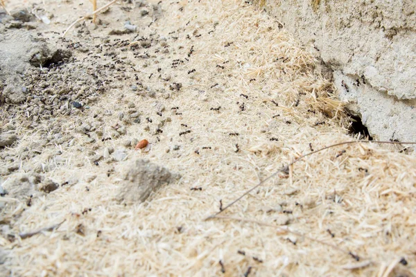 Şeker karıncalar onların yuva delik toplamak. Siyah karıncalar karınca yakınlarında çölde. Siyah karıncalar karınca yakınlarında çölde .