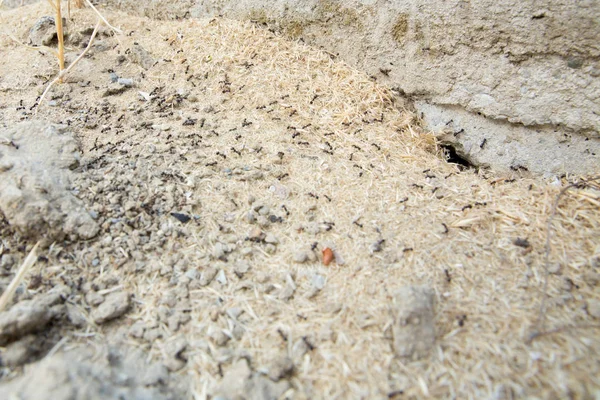 Şeker karıncalar onların yuva delik toplamak. Siyah karıncalar karınca yakınlarında çölde. Siyah karıncalar karınca yakınlarında çölde .