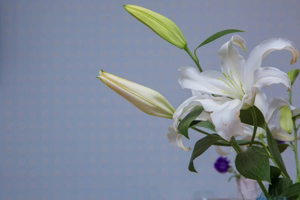 Tulipa Dupla Branca Elegante Com Pétalas Abertas Fechar Cabeça Flor — Fotografia de Stock