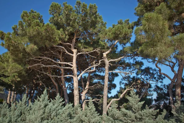 Сосновое Дерево Конусами Сосны Свежими Коричневыми Сосновыми Шишками Зелеными Иглами — стоковое фото