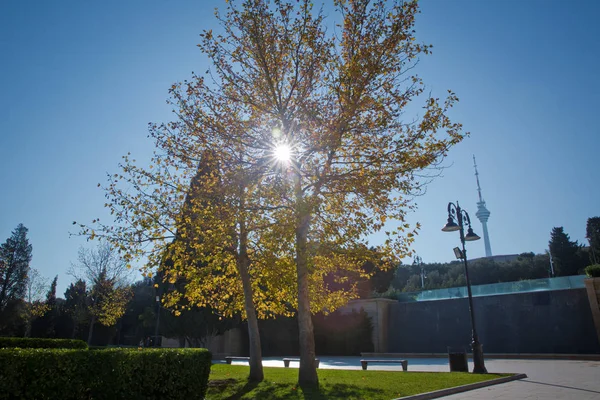 Бакинский Хайленд Парк Лестница Хайленд Парк Желтое Дерево Осенью — стоковое фото
