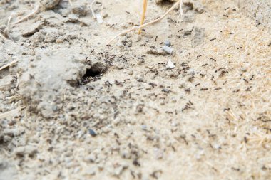 Şeker karıncalar onların yuva delik toplamak. Siyah karıncalar karınca yakınlarında çölde. Siyah karıncalar karınca yakınlarında çölde .