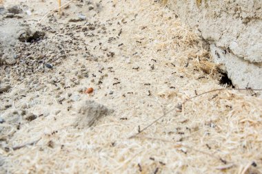 Şeker karıncalar onların yuva delik toplamak. Siyah karıncalar karınca yakınlarında çölde. Siyah karıncalar karınca yakınlarında çölde .