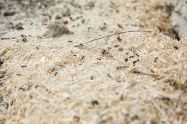 Şeker karıncalar onların yuva delik toplamak. Siyah karıncalar karınca yakınlarında çölde. Siyah karıncalar karınca yakınlarında çölde .