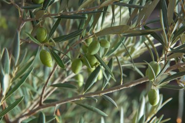 Yeşil zeytin, zeytin ağacı kapatın. Zeytin, gelenek kavramı. Zeytincilik. Zeytin hasat önce Olive grove. Sağlıklı gıda. Mediterranean.