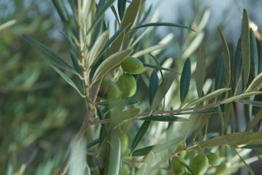 Yeşil zeytin, zeytin ağacı kapatın. Zeytin, gelenek kavramı. Zeytincilik. Zeytin hasat önce Olive grove. Sağlıklı gıda. Mediterranean.