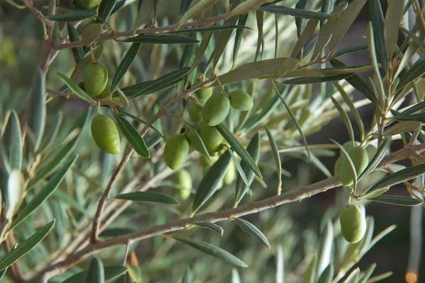 Olive tree with green olives, close up. Concept of olives, tradition. Olive growing. Olive grove before harvesting olives. Healthy food. Mediterranean.