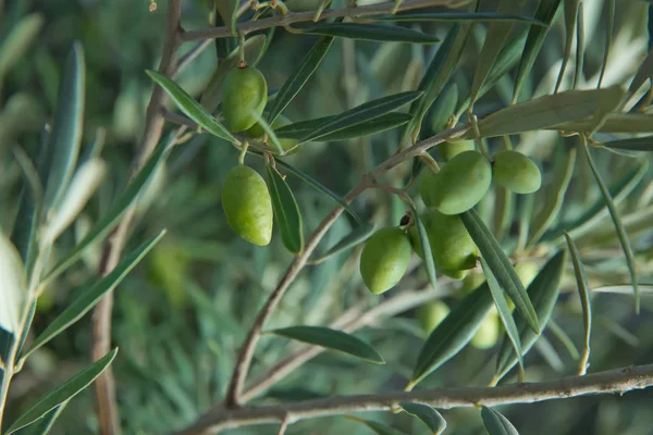 Olive tree with green olives, close up. Concept of olives, tradition. Olive growing. Olive grove before harvesting olives. Healthy food. Mediterranean.