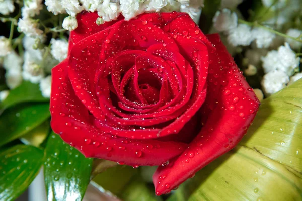 Fundo Rosa Vermelho Bonito Flor Fresca Com Gotas Orvalho Sobre — Fotografia de Stock