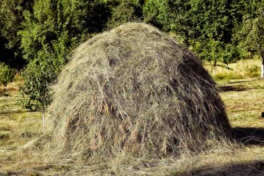 a large haystack on a green grass field against a blue sunny sky - Image . Close-up of a single big haystack near green forest in summer season. clipart