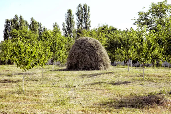 Ein Großer Heuhaufen Auf Einer Grünen Wiese Vor Blauem Sonnigen — Stockfoto