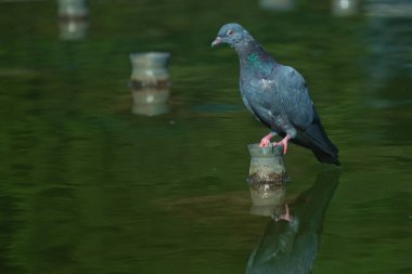 Güvercin suda fantezi türban oturur.