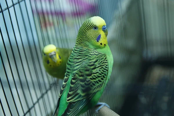 Budgie . Parakeets . Green wavy parrot sits in a cage . Rosy Faced Lovebird parrot in a cage . birds inseparable . Budgerigar on the cage. Budgie parakeet in birdcage. Parrot