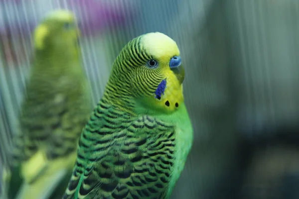 Баджи Попугаи Зеленый Волнистый Попугай Сидит Клетке Розовый Попугай Любитель — стоковое фото