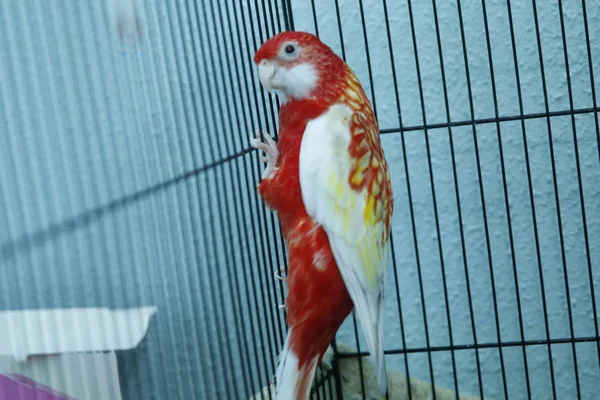 你在一起鹦鹉 绿色波浪形鹦鹉坐在笼子里 罗西面对笼子里的爱鸟鹦鹉 鸟形影不离 笼子里的布格里加鸟笼里的布吉鹦鹉鹦鹉 — 图库照片