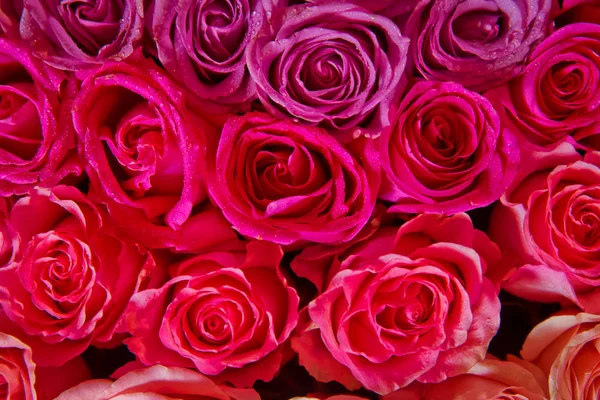 Red natural roses background . Red rose background. Natural horizontal pattern. Flower wall. Close-up of huge bouquet