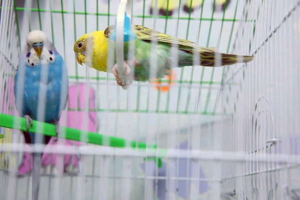 Zielono-niebieska papuga z bliska siedzi na klatce w pobliżu lustra. Cute zielony papuga .Papuga je z suchej trawy ucha. Cute zielony papużka siedzi w klatce dla ptaków i pecks — Zdjęcie stockowe