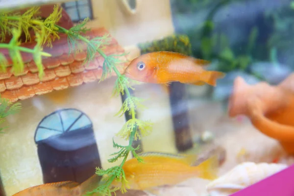 Peixes coloridos tropicais nadando em aquário com plantas. Peixe laranja no aquário. Goldfish, aquário, um peixe no fundo de plantas aquáticas  . — Fotografia de Stock